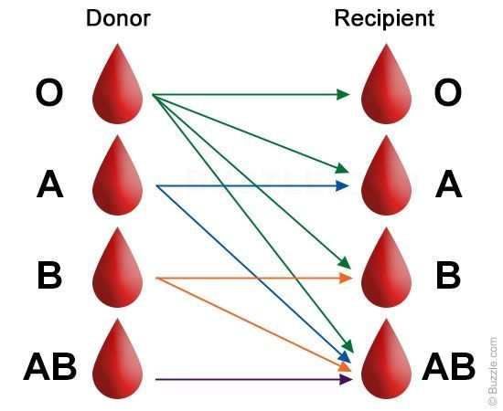 247d8cb79af4f1fba400557d2f434467--type-chart-blood-donation