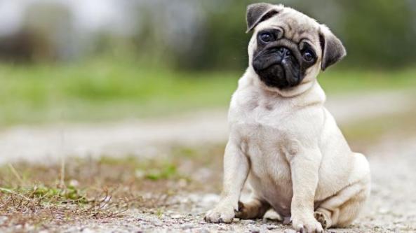 a0dcdb6534c2153758dd64818d260f6e